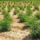 Hemp Farming