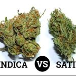 Cannabis Indica and Sativa Strains