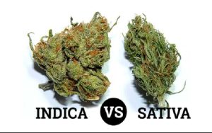 Cannabis Indica and Sativa Strains