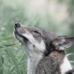 Cannabis for Animals
