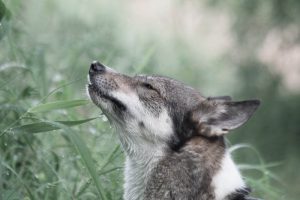 Cannabis for Animals