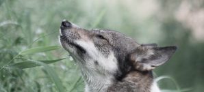 Cannabis for Animals