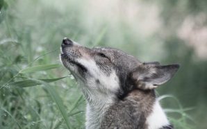 Cannabis for Animals