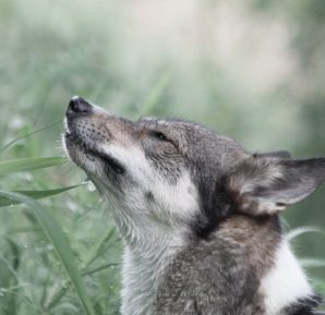 Cannabis for Animals