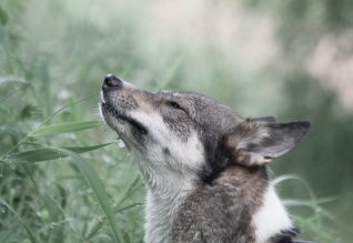 Cannabis for Animals