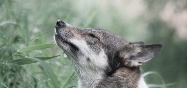 Cannabis for Animals