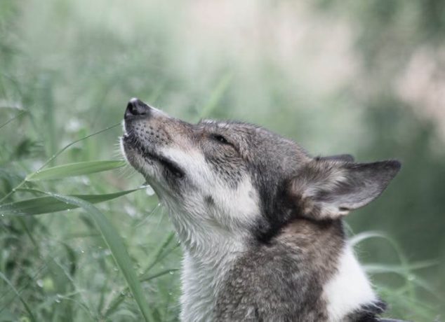 Cannabis for Animals