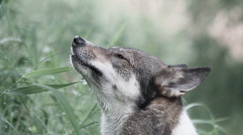 Cannabis for Animals