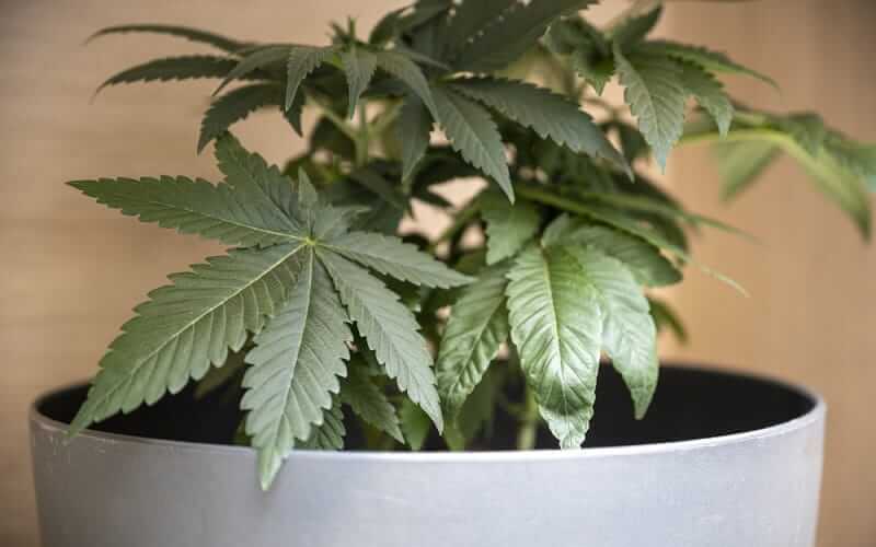 Growing Organic Weed At Home