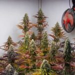 Growing Organic Weed At Home2