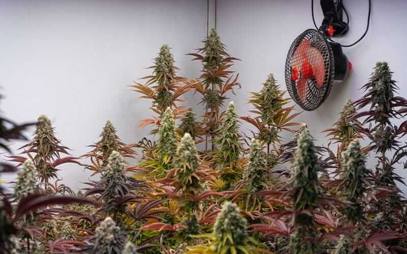 Growing Organic Weed At Home2