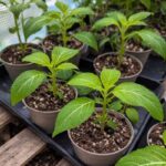 How to Compare Salvia Divinorum Sellers Online2