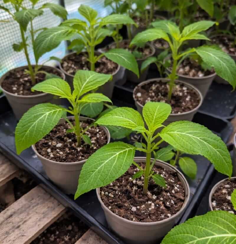 How to Compare Salvia Divinorum Sellers Online2